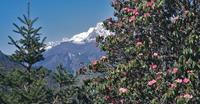 Annapurna and Everest Trek - Nepal holiday